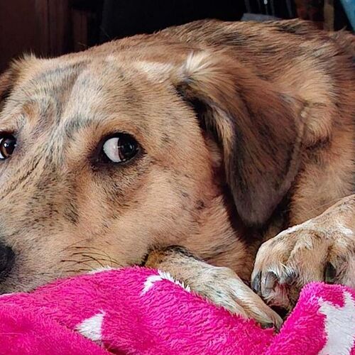 Logan