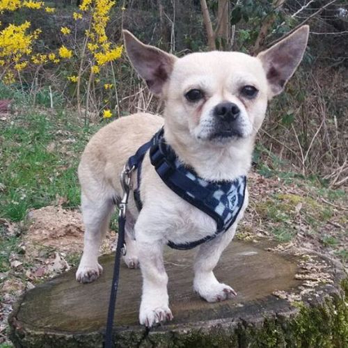 herztabletten hund vetmedin