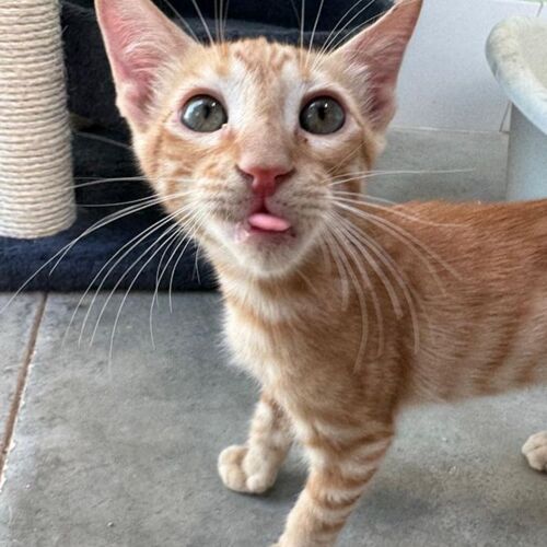 Katze