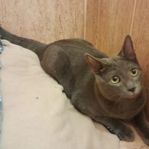Katze