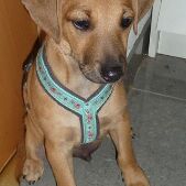 Happy Lupo, Juni 2014
