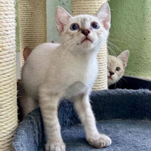 Katze