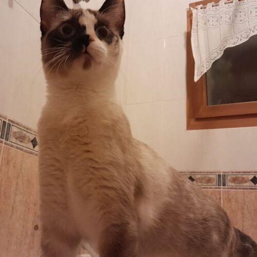 Katze