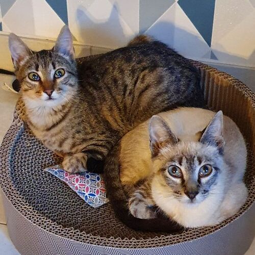 Dolly und Dorle