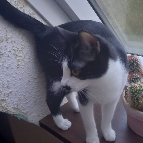 Katze
