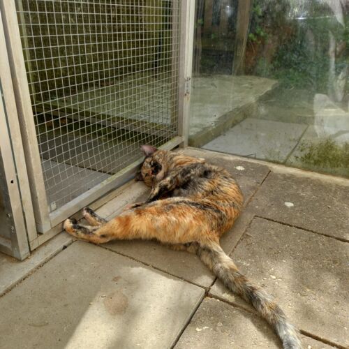 Katze