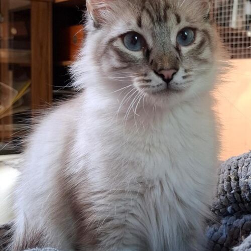 Katze