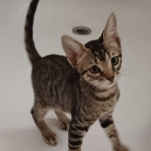 Katze