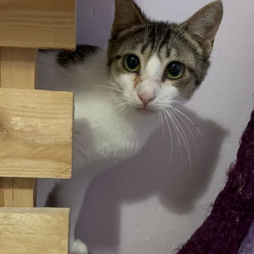 Katze