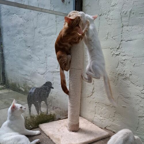Katze