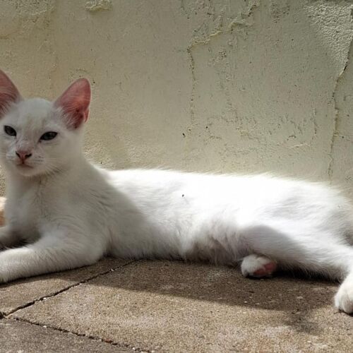 Katze