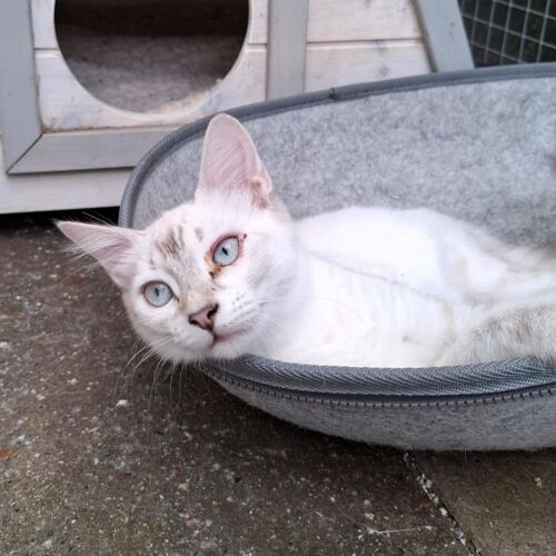 Katze