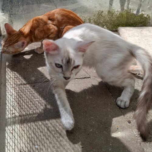 Katze