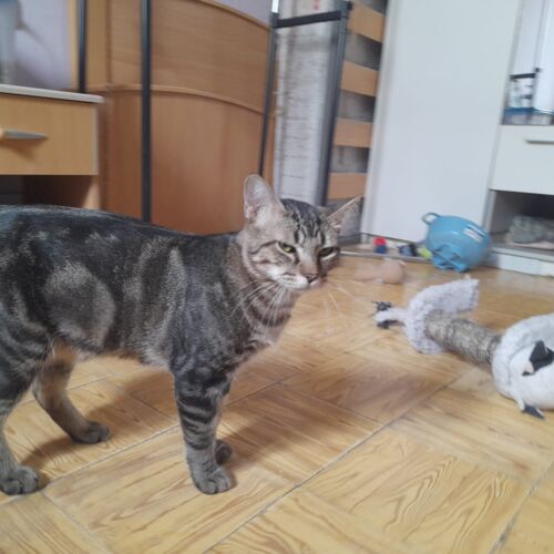 Katze