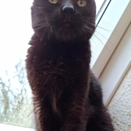 Bonita