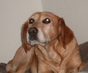 In Gedenken an Luna
