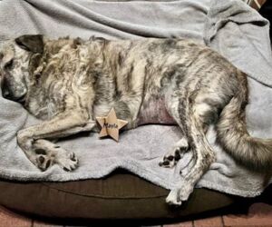 In Gedenken an Mayla