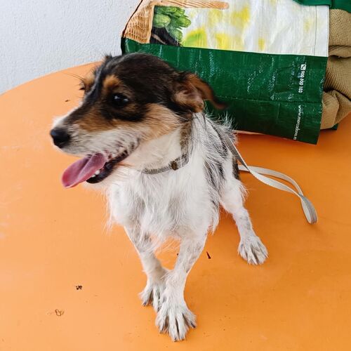 Perla