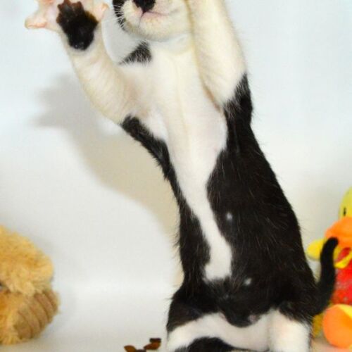 Katze