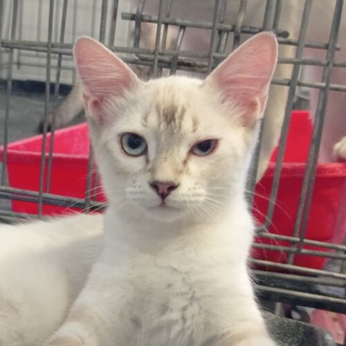 Katze