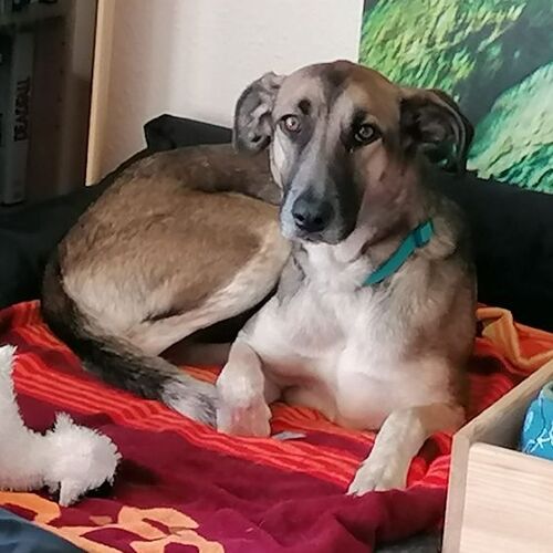 Pia