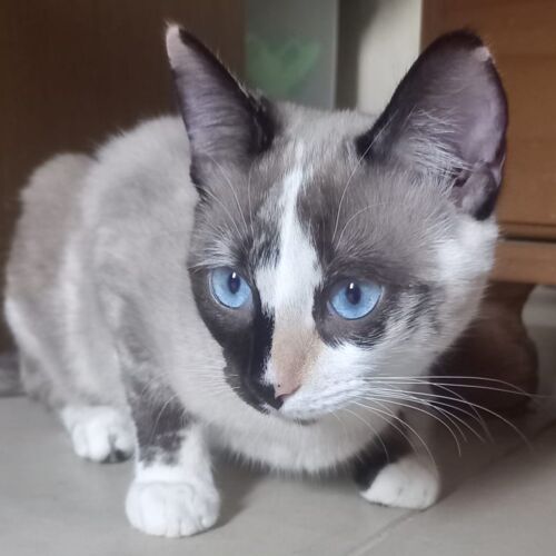 Katze