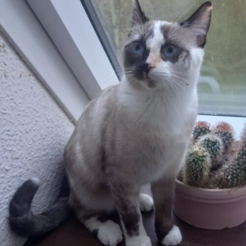 Katze