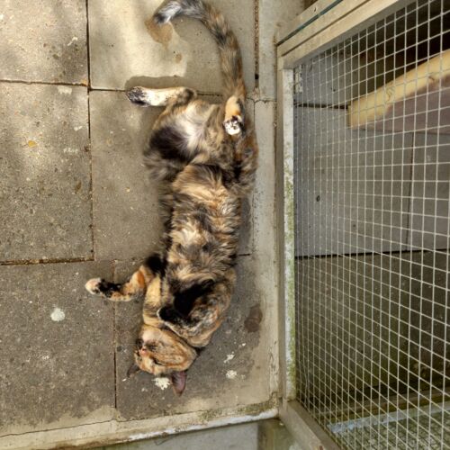 Katze