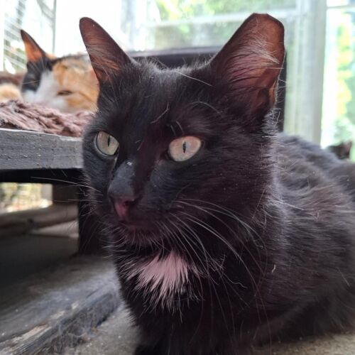 Katze