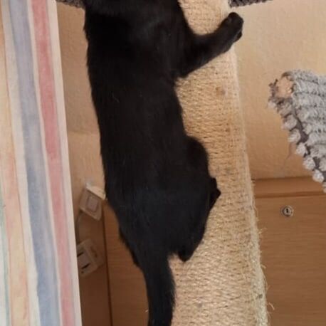 Katze