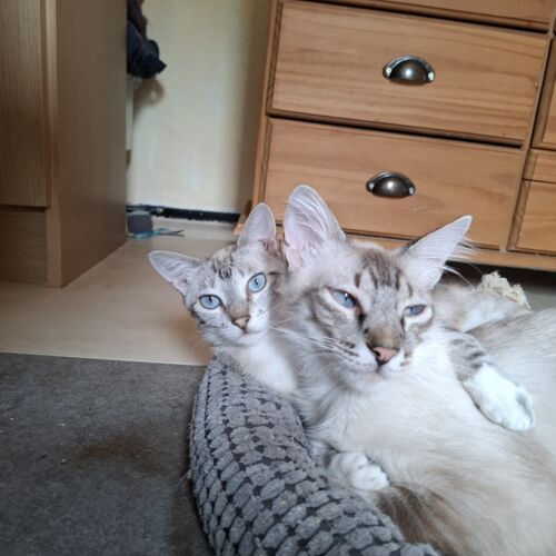 Katze