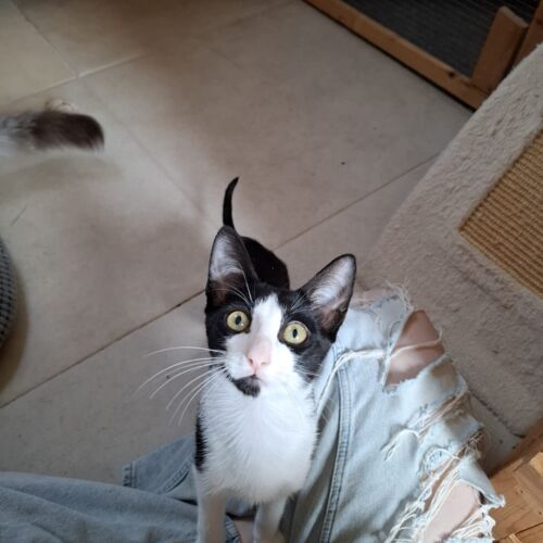 Katze
