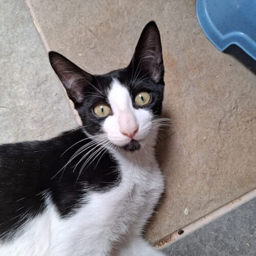 Katze