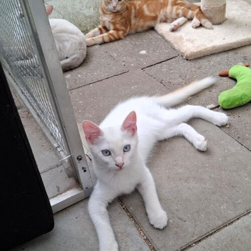 Katze