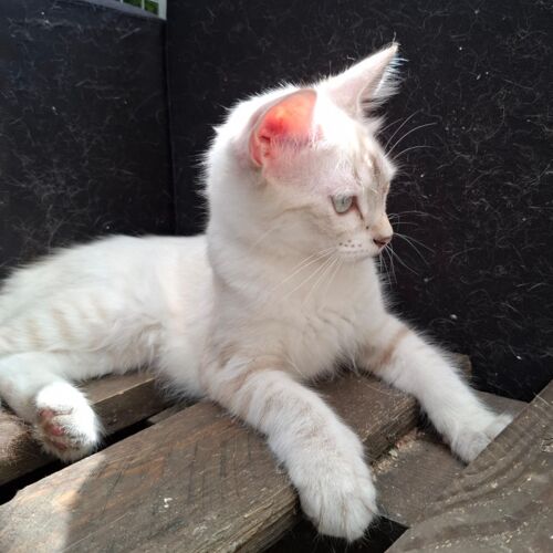 Katze