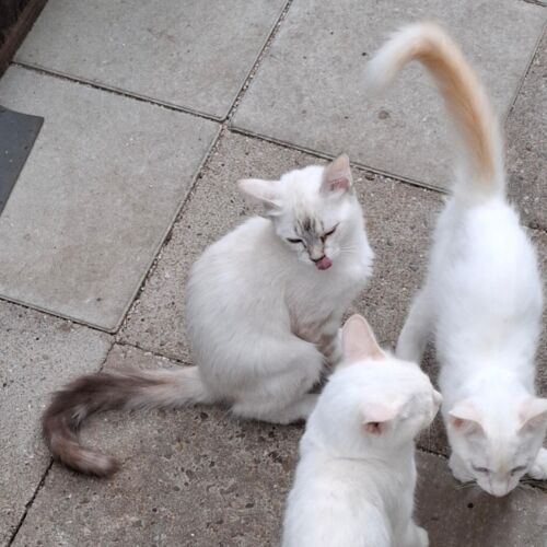 Katze