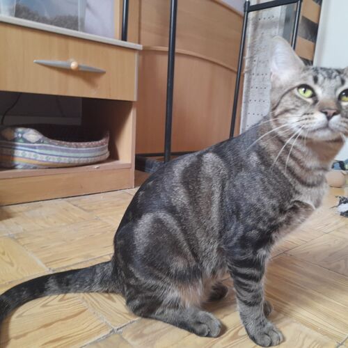Katze