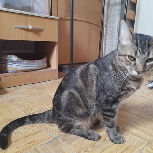Katze