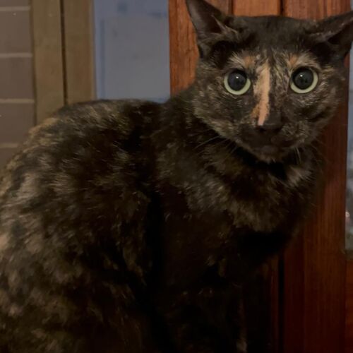 Katze