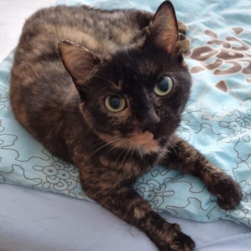 Katze