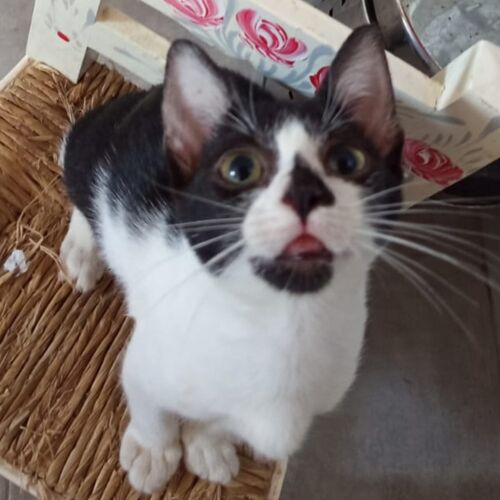 Bebe