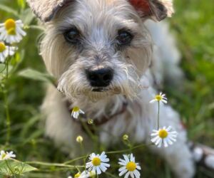 In Gedenken an Vasti