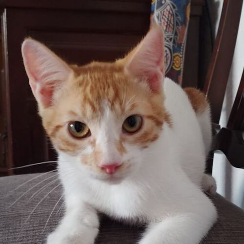 Luca