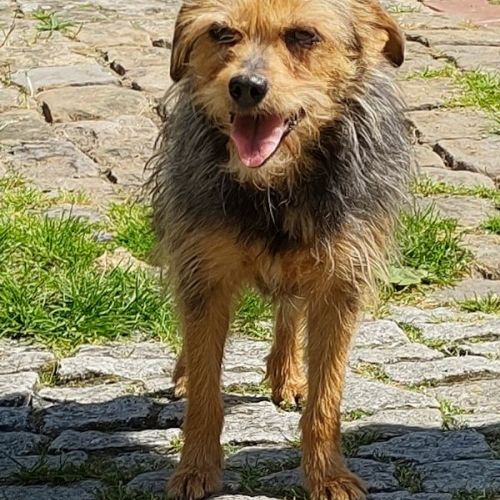 Unser Hund Vivalahund