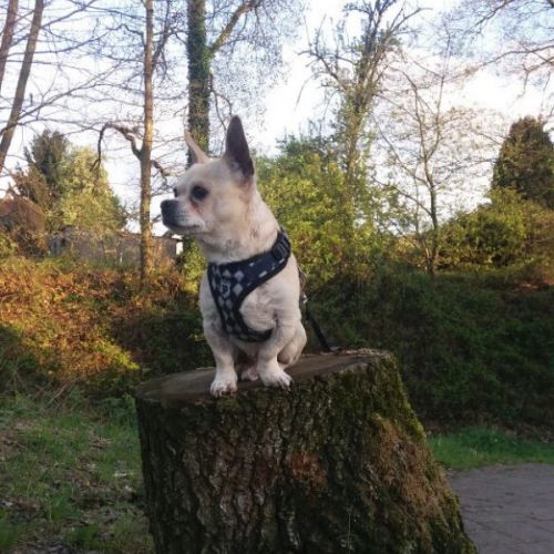 Unser Patenhund Vivalahund