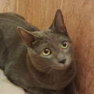 Katze