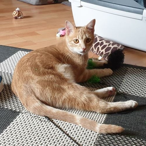 Romeo