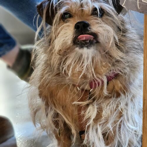 Trudi