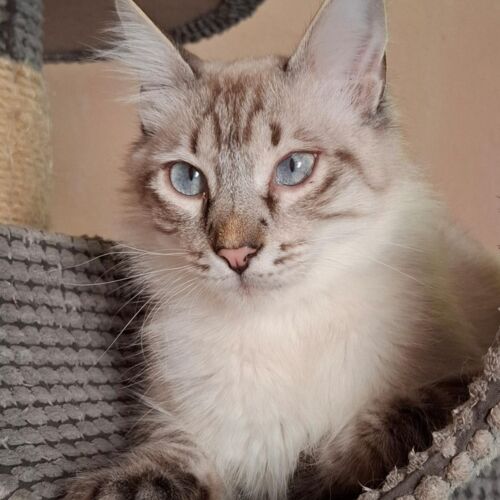 Katze