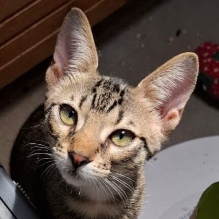 Katze